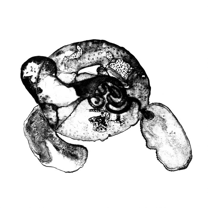 "Elefante". Litografía. Aguada. 46,3 x 35 cm.